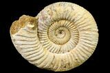 Jurassic Ammonite (Perisphinctes) Fossil - Madagascar #161739-1